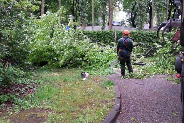 het uitsnoeien van gekapte beukenbomen in Bergen op Zoom